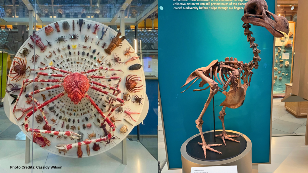 Interior of the Oxford University Museum of Natural History featuring an exoskeleton of a Japanese spider crab on display surrounded by other red-colored animals, alongside the famous dodo bird, which is the only soft tissue remains of this bird in the world.