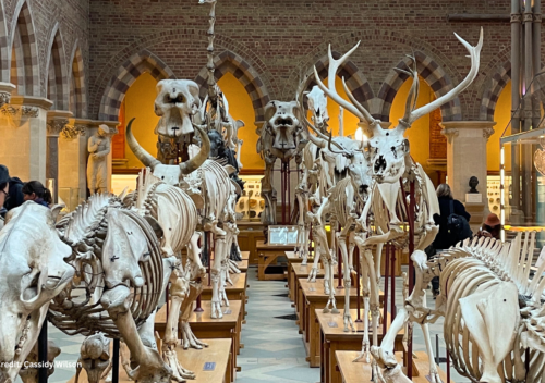 Interior view of the Natural History Museum at Oxford University, England, showcasing its grand architecture and exhibits.