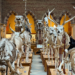 Interior view of the Natural History Museum at Oxford University, England, showcasing its grand architecture and exhibits.