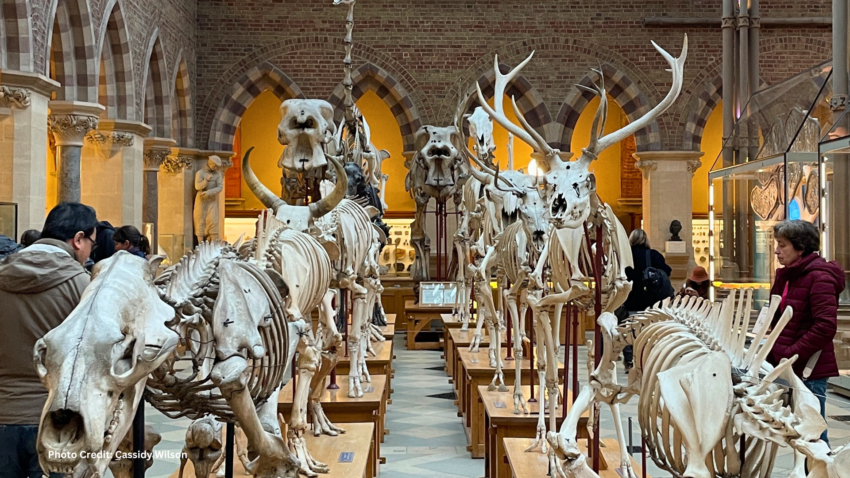 Interior view of the Natural History Museum at Oxford University, England, showcasing its grand architecture and exhibits.