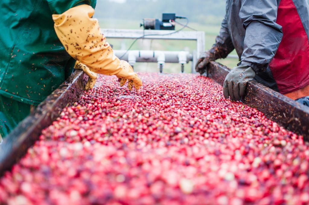 Gloved hands reaching into cranberry bogs at Bensons Pond during harvest.